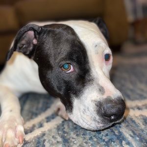 Meet your Posher, Justus